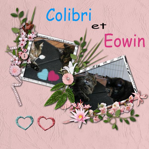 Saint Valentin, pour toi mon Colibri