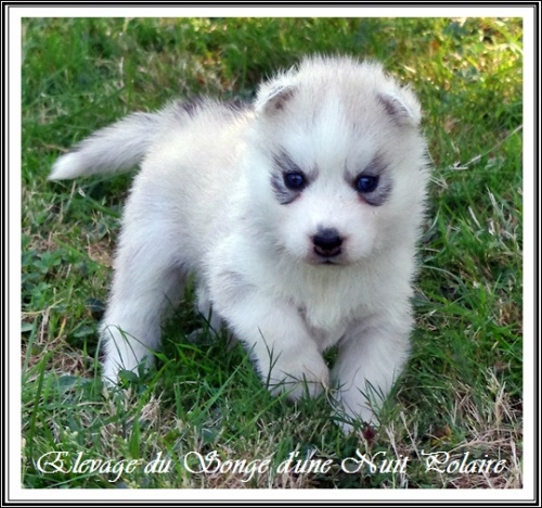 Chiot Husky Femelle 4 (27j)