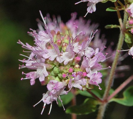 Fleurs cultivées : Marjolaine