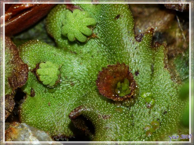 Macro sur une Hépatique à thalle (Marchantia polymorpha L.) - Lartigau - Milhas - 31