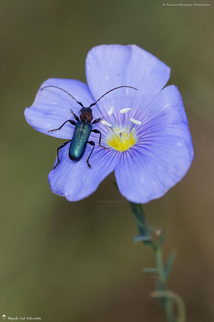 Cartalle des Crucifères - Cartallum ebulinum