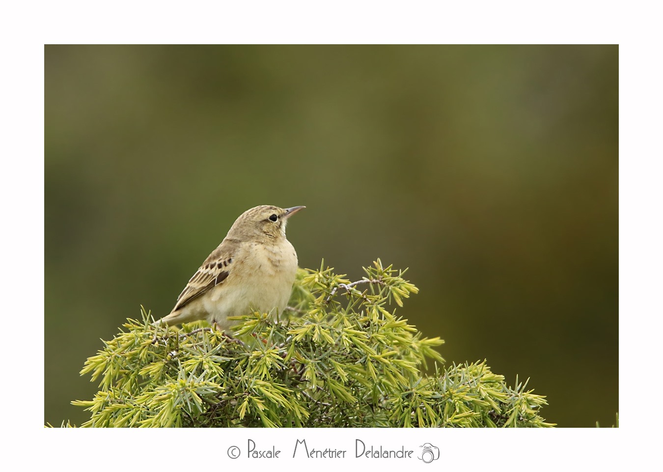 Pipit rousseline