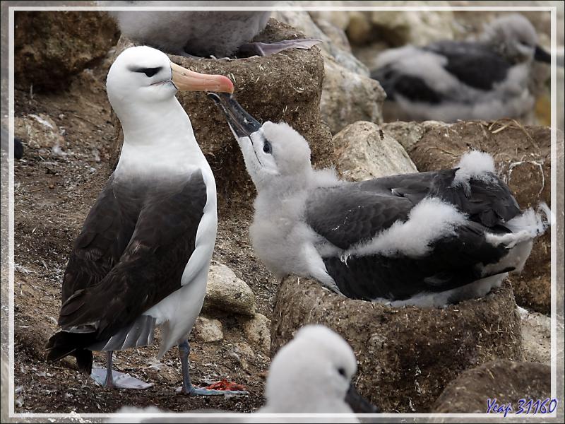 Nourrissage des poussins Albatros à sourcils noirs, Black-browed Albatross (Thalassarche melanophris) - Coffin's Harbour - New Island - Falkland (Malvinas, Malouines) - Grande-Bretagne