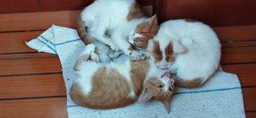 Du ZEF à la roulotte...