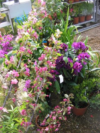 Plantes_en_f_te_au_Jardin_de_Lakas___la_Plaine_sur_mer__8_