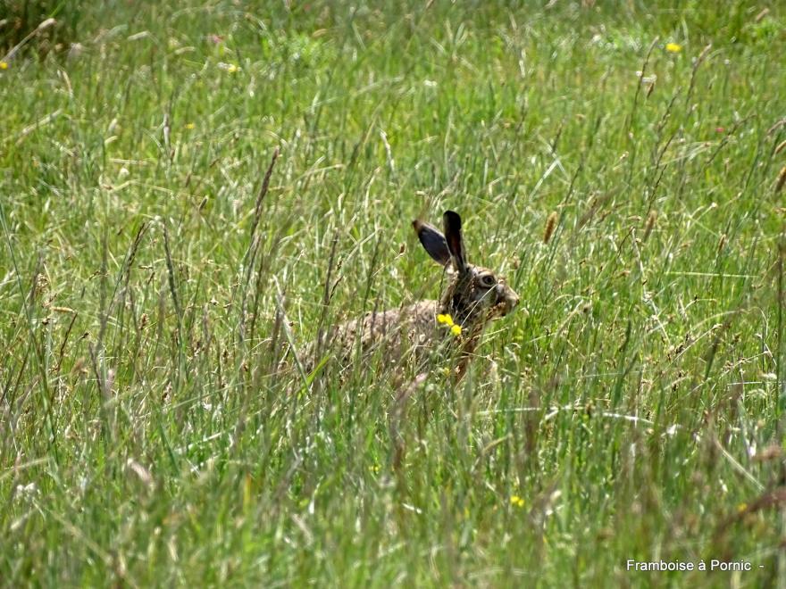oiseaux dans le marais breton - mai 2022