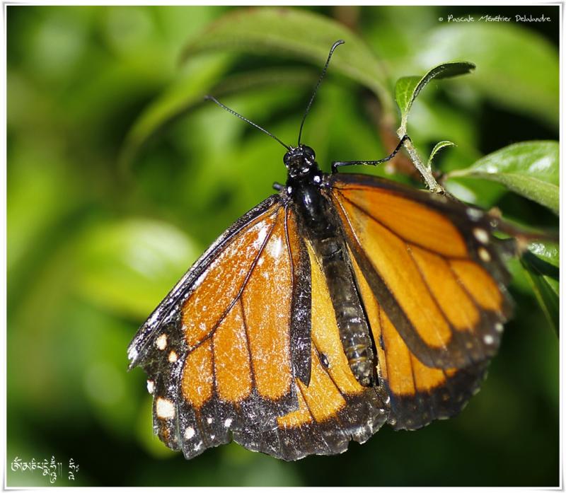 Monarque aux ailes bien usées (Danaus plexippus) - Nymphalidae