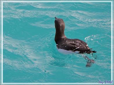 Un peu de "birdwatching" (observation d'oiseaux) le long du Glacier Bråsvell (Bråsvellbreen) - Calotte glacière Austfonna - Nordaustlandet Island - Svalbard - Norvège