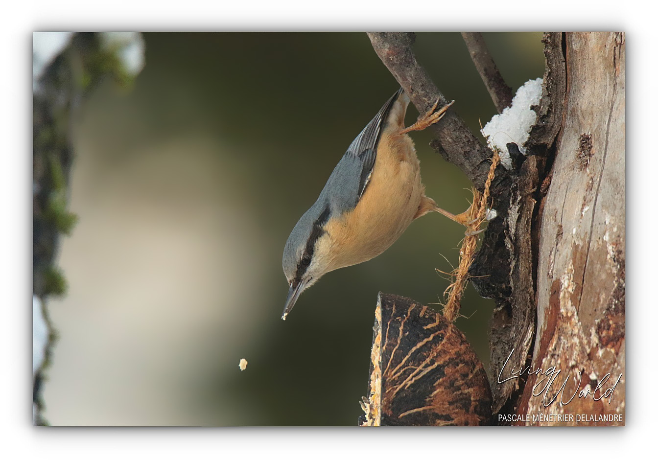 Quelques oiseaux du refuge un jour de neige...