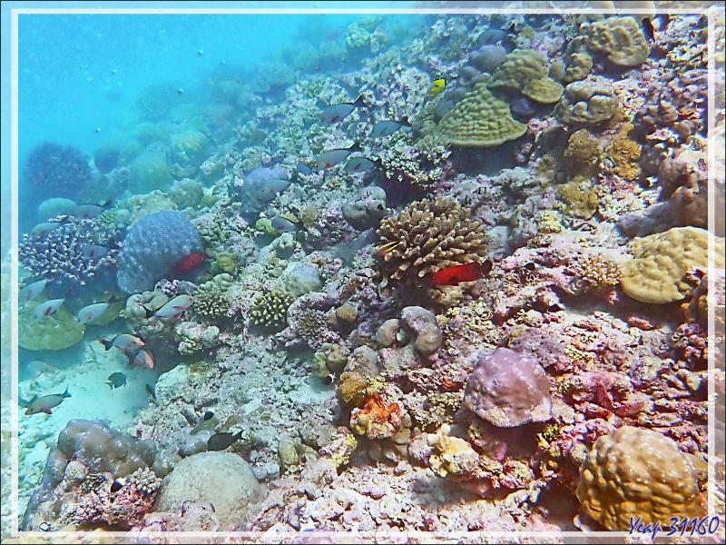 La plongée se termine, dernières photos pendant notre palier de 3 minutes à 5 mètres - Plongée à l'île Bijoutier - Seychelles