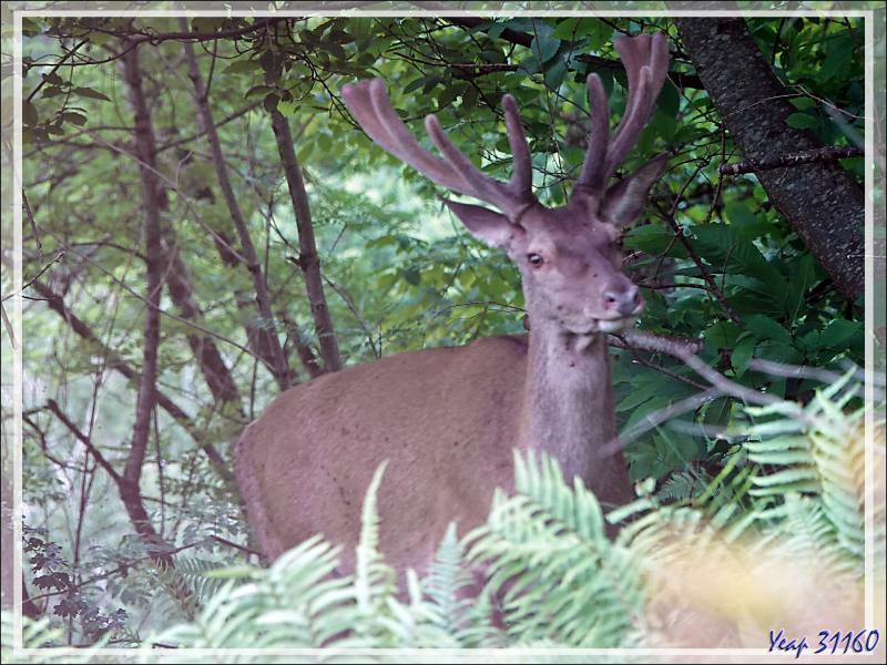 2 Cerfs en photos en période des velours - Lartigau - Milhas - 31