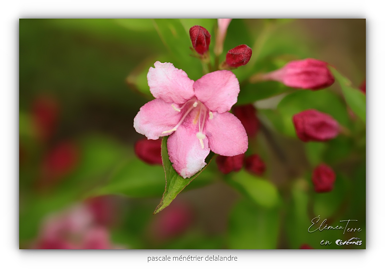 Weigela florida