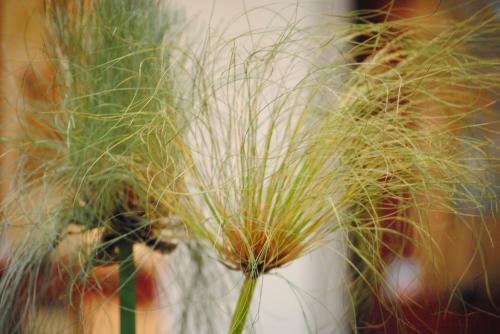 L'atelier de fabrication de Papyrus