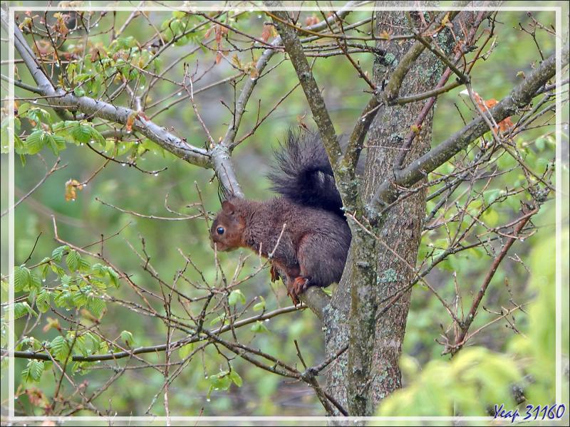 Écureuil d'Eurasie, Écureuil roux (Sciurus vulgaris) - Lartigau - Milhas - 31