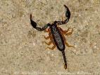 Scorpiones