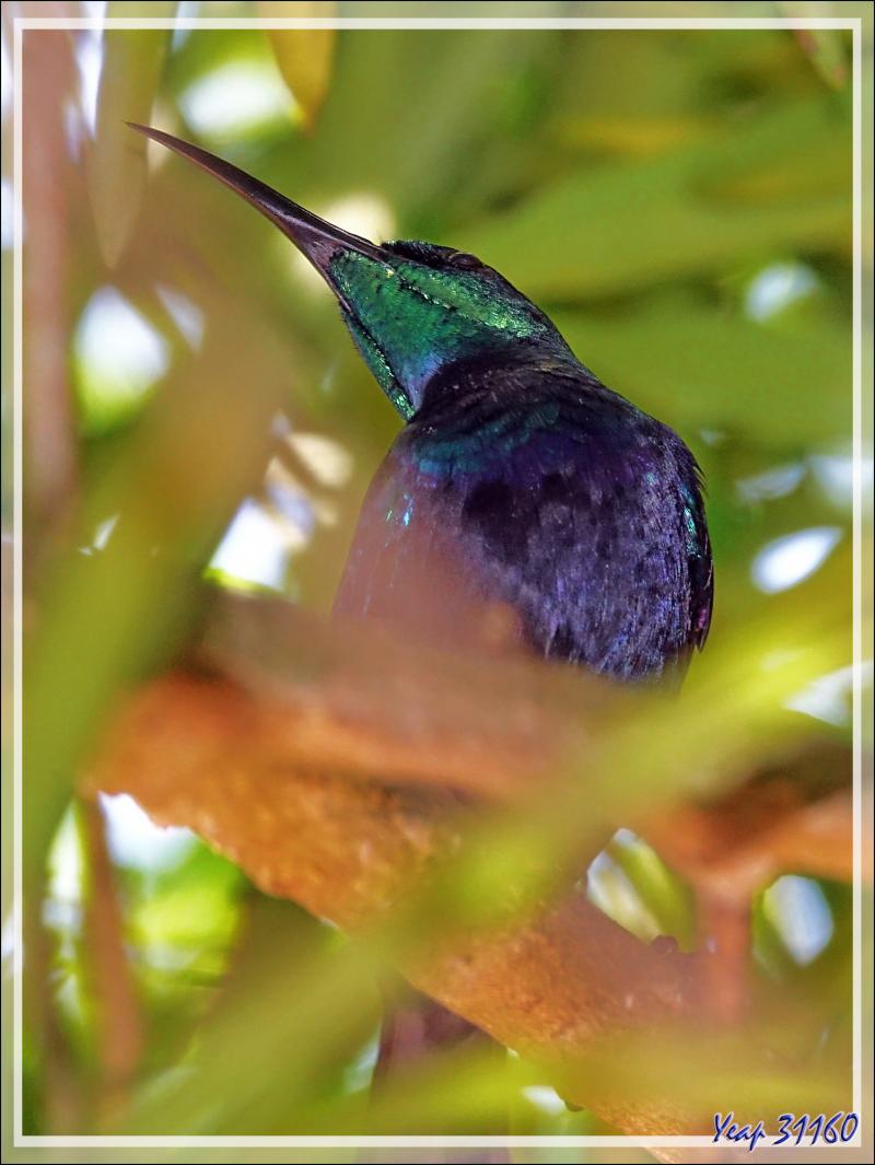 Souimanga malgache, Souimanga Sunbird (Cinnyris sovimanga) - Nosy Be - Madagascar