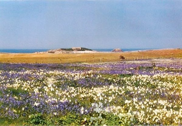narcisses-aux-glenan--640x480-.jpg