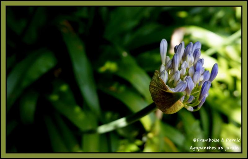 Agapanthes du jardin 