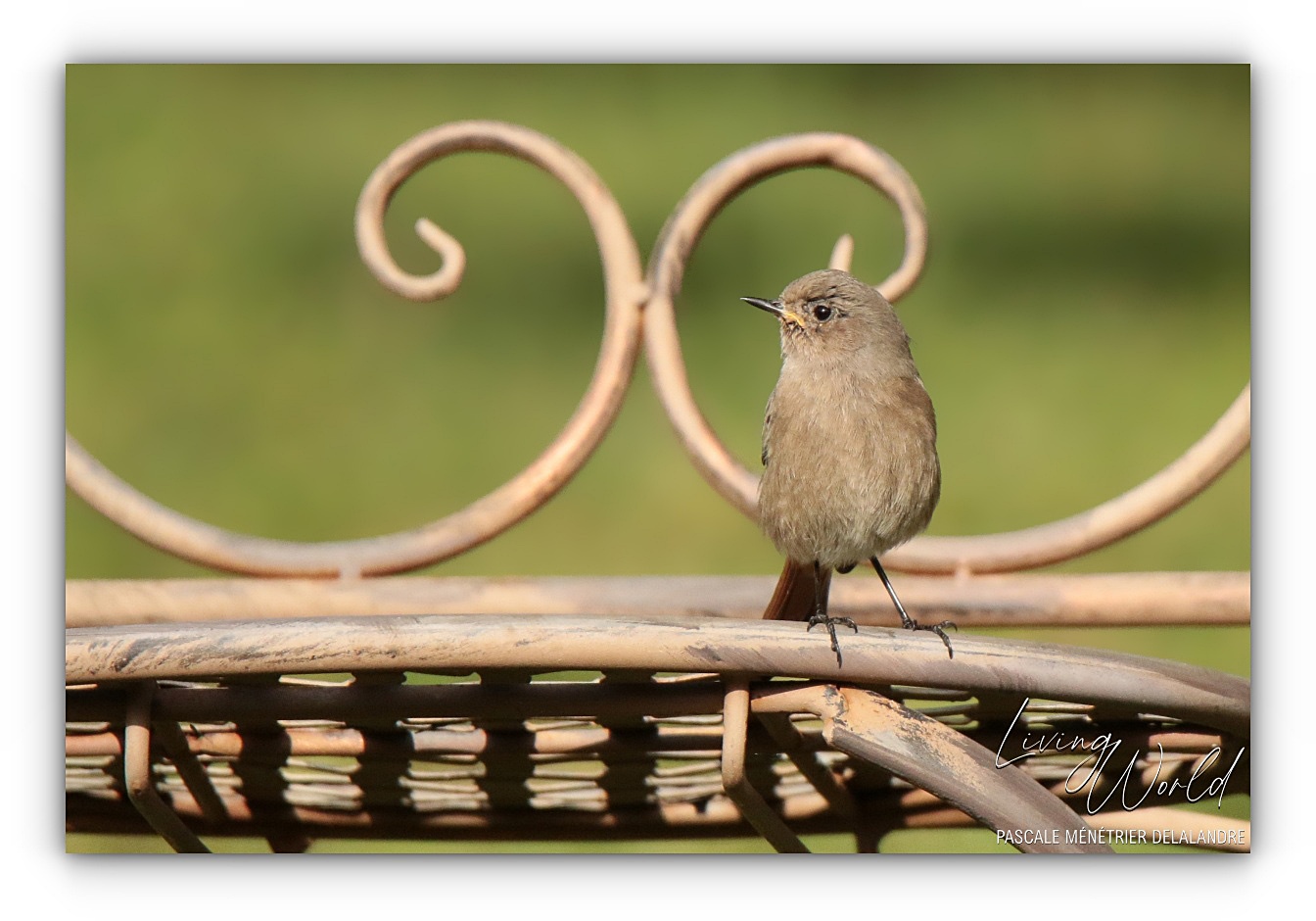 Certains Rougequeues ont décidé de rester au refuge cet hiver.