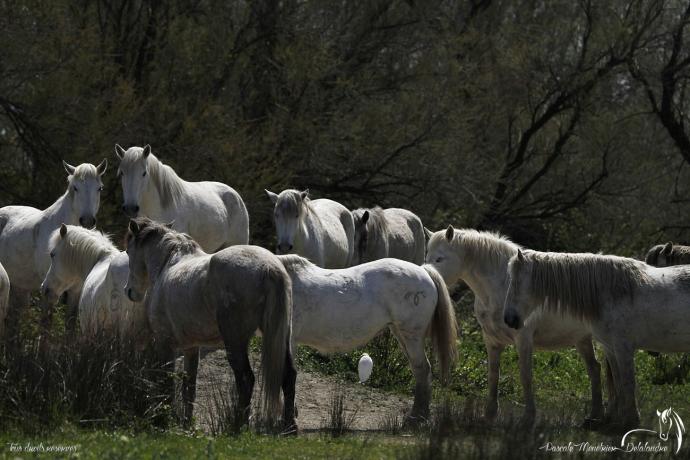 Chevaux de Camargue