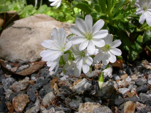 Fleurs cultivées : Lewisia