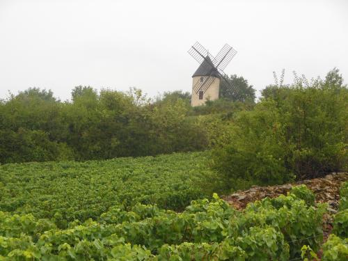 "Entre Vignes et Buis" - Dimanche 09 août 2015