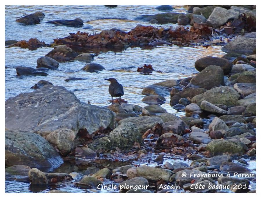 Cincle plongeur ou merle d'eau 