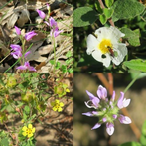 Visite du Colorado Provençal à Rustrel