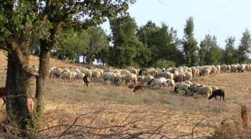 Les Météores : scènes pastorales