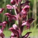 Index illustré orchidées