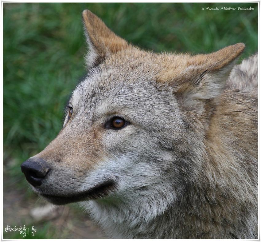 Loup de Mongolie (Canis lupus chanco)