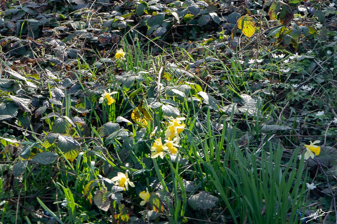 Vergongeat et son trésor