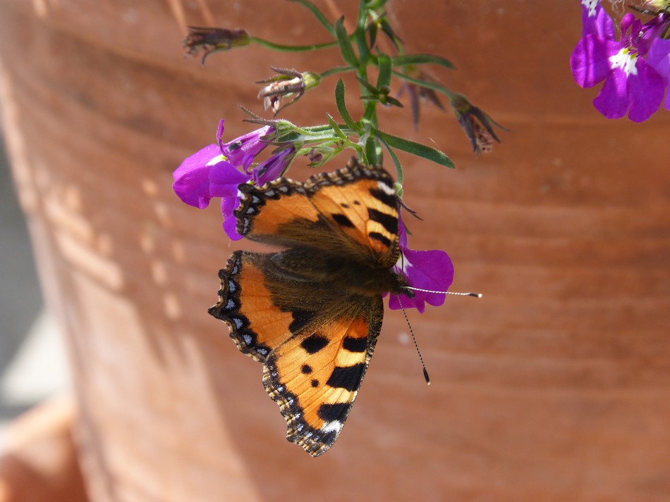 Entre deux coups de fil ...