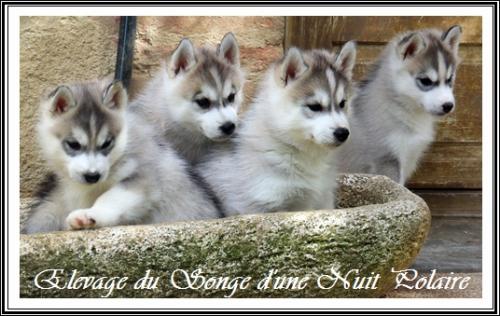 Portée de Lakmé (16 avril 2020)