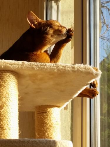 Chat perché !!!!!! 