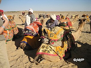 rajasthan 2 243marq