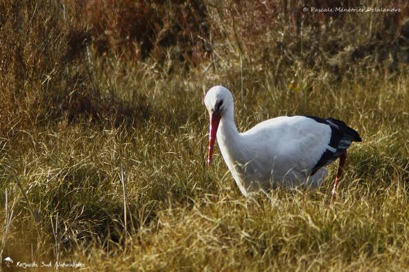 Cigogne blanche