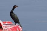 Phalacrocoracidae