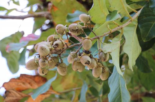 Village de Ban  Ta Pa Pao