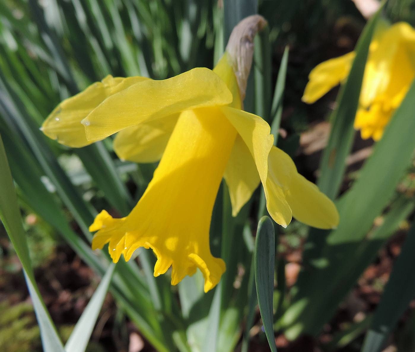 Golden Daffodils...
