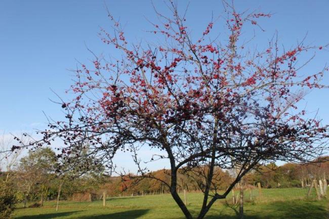 jardin à St Urbain 046