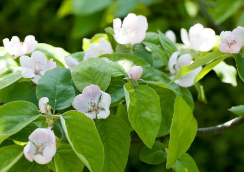 Arbre fruitier : Cognassier