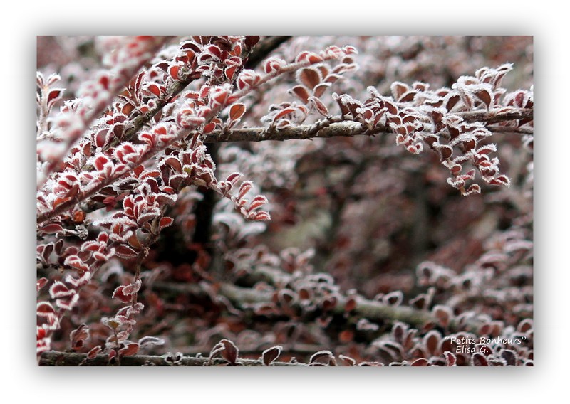 - La magie du givre.