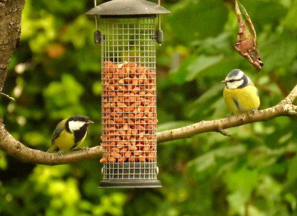 Oiseaux au jardin en ce début d'automne...