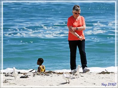 La belle et les mouettes de Hartlaub - Camps Bay - Cape Town - Afrique 