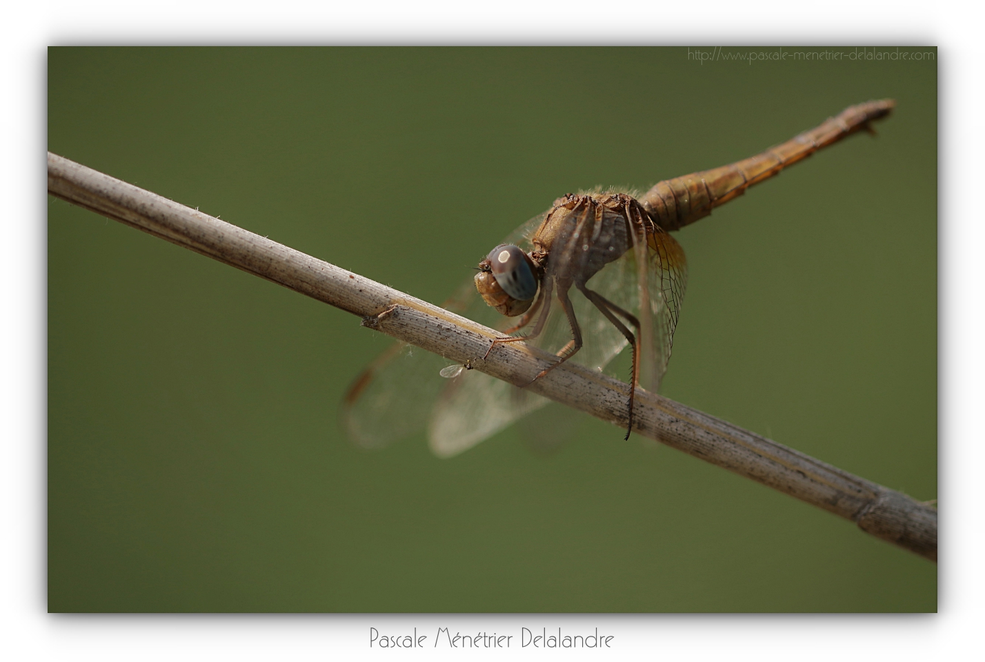 Crocothémis écarlate ♀