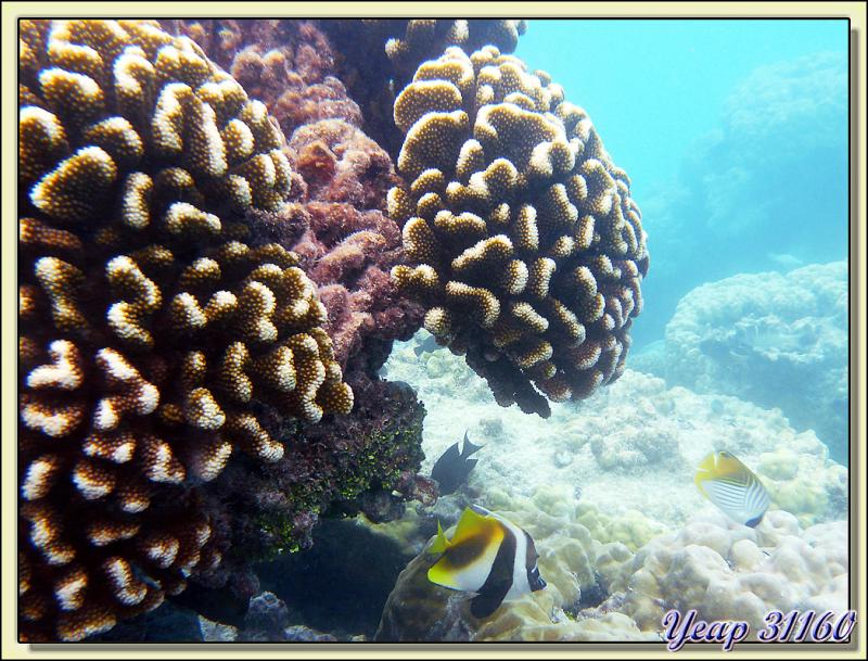 Poisson-cocher masqué (Heniochus monoceros) - Atoll de Fakarava - Tuamotu - Polynésie française