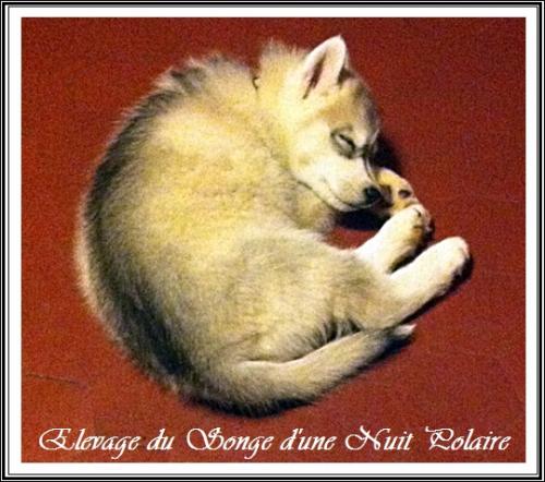 Les p'tits loups font la sieste (6 janvier 2016)