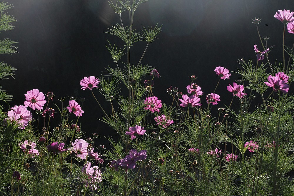 Feu d'artifice d'automne : les cosmos