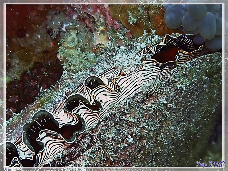Nacre étendard, Pen shell (Atrina vexillum ??) - Spot Antsoha (Rocher 4ème Frère) - Tsarabanjina - Mitsio - Madagascar